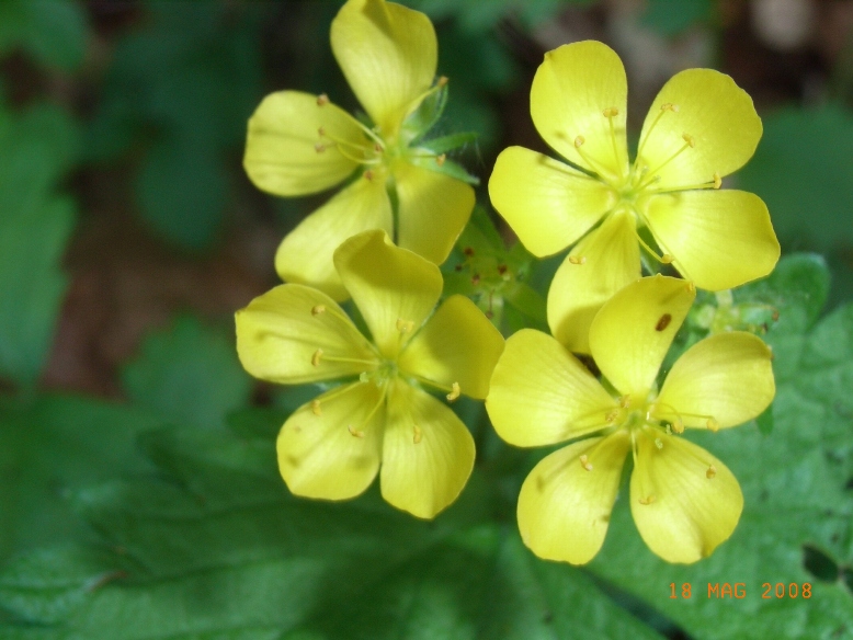 Aremonia agrimonoides / Agrimonia